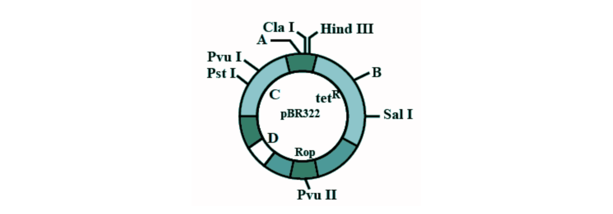 Plasmid Visualization